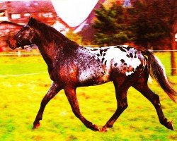 Pferd Someday Star (Appaloosa, 1986, von Prince Twist)