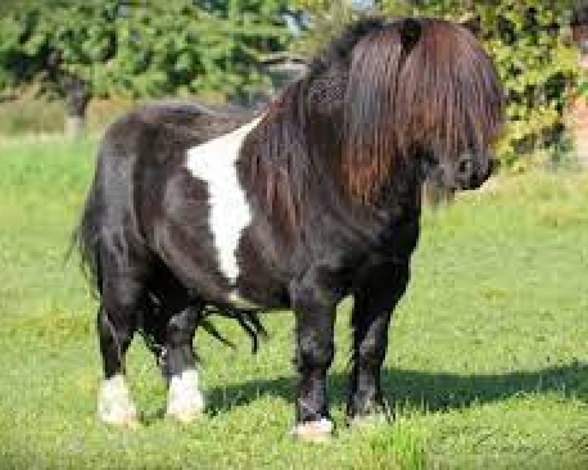 stallion Twyfords Silver Shadow (Shetland pony (under 87 cm), 2008, from Hermits Starlyte)