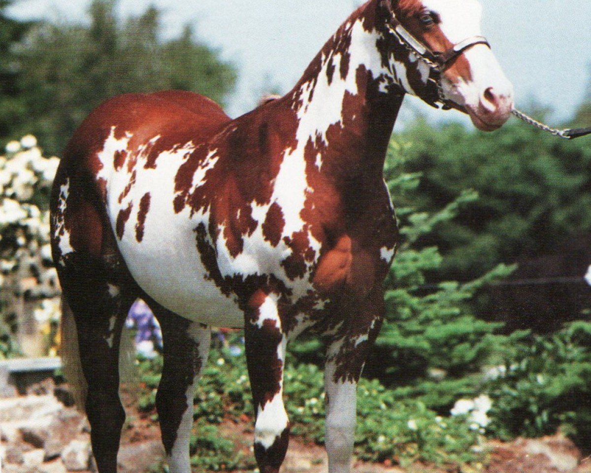 stallion Hesa Fancy Toy (Paint Horse, 1991, from Red Express)