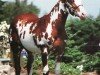 stallion Hesa Fancy Toy (Paint Horse, 1991, from Red Express)