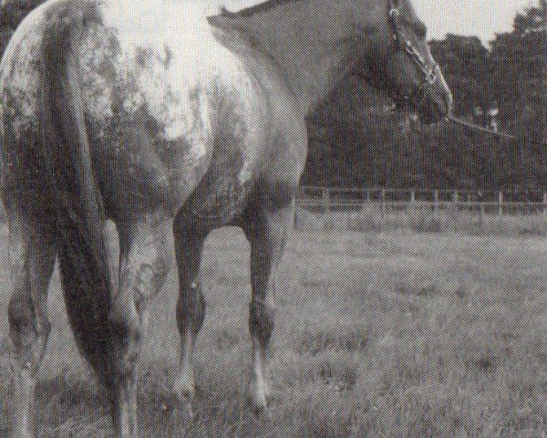 Deckhengst Already Here (Appaloosa, 1977, von Red Baron D)