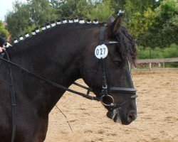 horse Neville (German Riding Pony, 2004, from New Delight)
