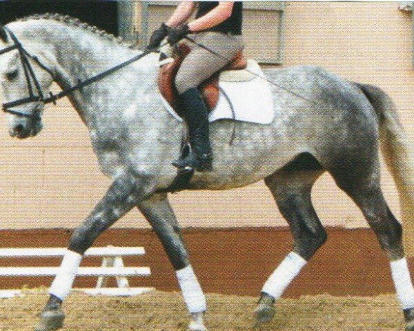 horse All Right 20 (Hanoverian, 2006, from All in One)