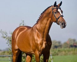 stallion Quasimodo vd Molendreef (Belgian Warmblood, 1993, from Heartbreaker)