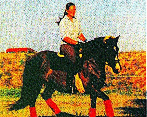 broodmare Daisy (Hanoverian, 2003, from Der Lord)