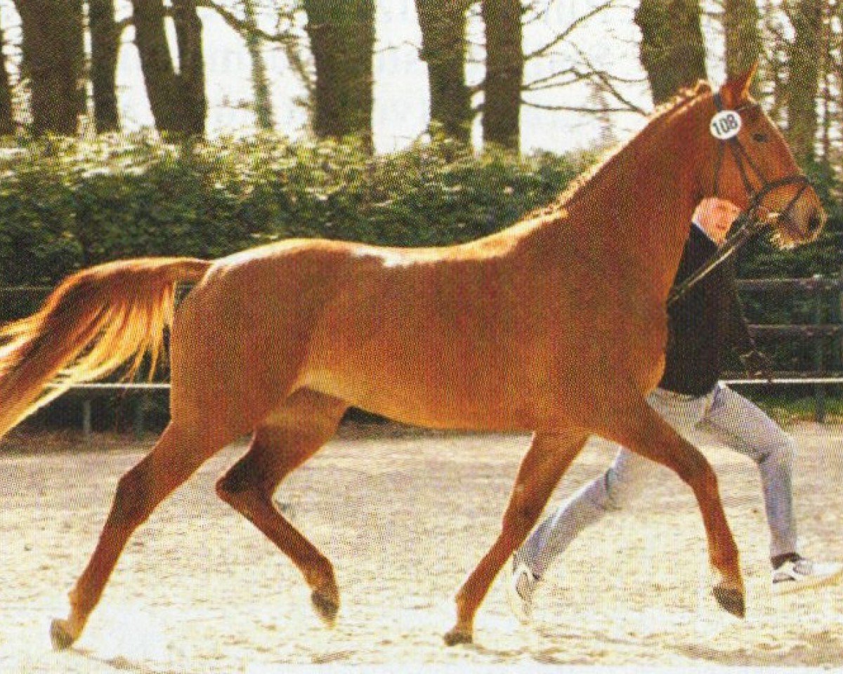 Zuchtstute Shakira (Oldenburger, 2002, von Santander H)