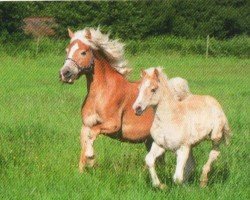 horse Natuschka 3 (Haflinger, 2005, from liz. 167/T Walzertakt)