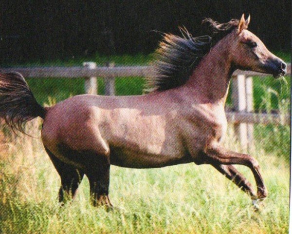 Pferd La Manjana CF ox (Vollblutaraber, 2009, von Jenisseij ox)