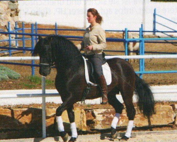 horse Favorito de Nadales (Pura Raza Espanola (PRE), 2003, from Laborioso III)