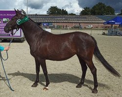 broodmare Kyra (New Forest Pony, 2007, from Diogenes Kay)