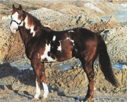 Deckhengst Papa Pete (Paint Horse, 1986, von Captain Doc)