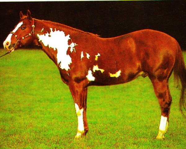 stallion Sophisticated Gent (Paint Horse,  , from Jesse James)