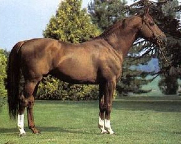 stallion Je t'adore (Selle Français,  , from Brilloso)