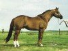 Deckhengst Special Trick (Quarter Horse, 1982, von Son of Tailwind)