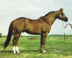 Deckhengst Special Trick (Quarter Horse, 1982, von Son of Tailwind)