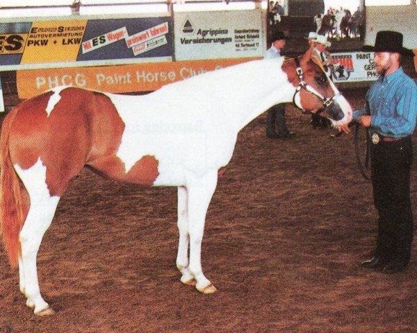 Pferd Snowy Munchkent (Paint Horse,  , von Clarke Kent)