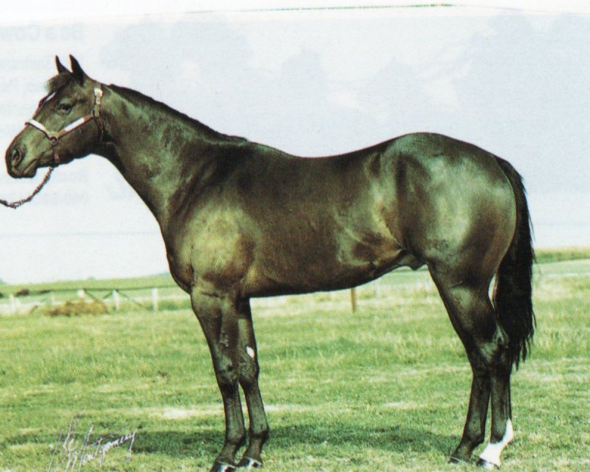 stallion Smooth N Call (Quarter Horse, 1990, from Smooth N Fine)
