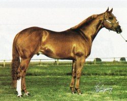 stallion Sierra Scheme (Quarter Horse, 1987, from Skippa Lark)