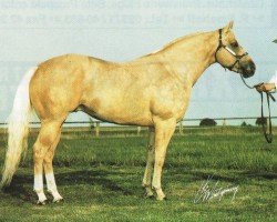 Deckhengst Silent Chaffer (Quarter Horse, 1987, von St Gyp)