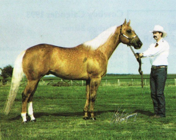 stallion Silent Ark (Quarter Horse, 1987, from Skippa Lark)