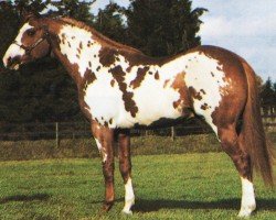 Deckhengst Buddys Best Boy (Paint Horse,  , von Baby Boundin)