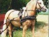 Dressurpferd Avellino 55 (Deutsches Reitpony, 2003, von Golden Atreju)