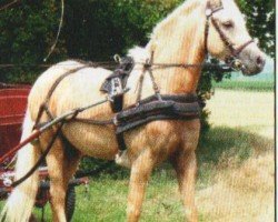 Dressurpferd Avellino 55 (Deutsches Reitpony, 2003, von Golden Atreju)