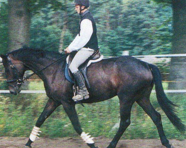broodmare Waldfee 570 (Hanoverian, 1997, from Weltruhm)