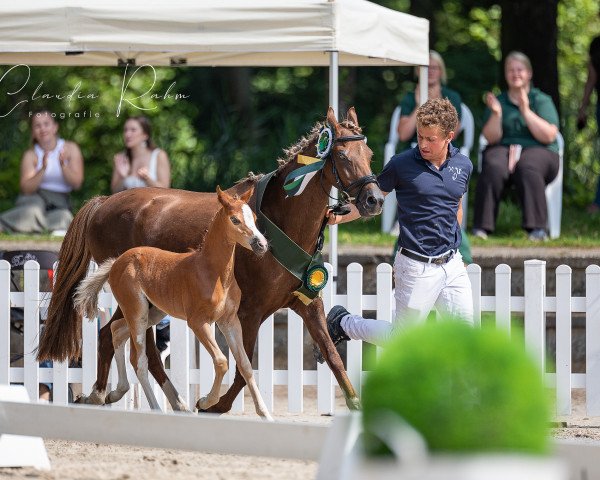 Zuchtstute Warmtebron's Gwendolyn (Welsh Pony (Sek.B), 2003, von Shamrocklake Midnight Invasion)