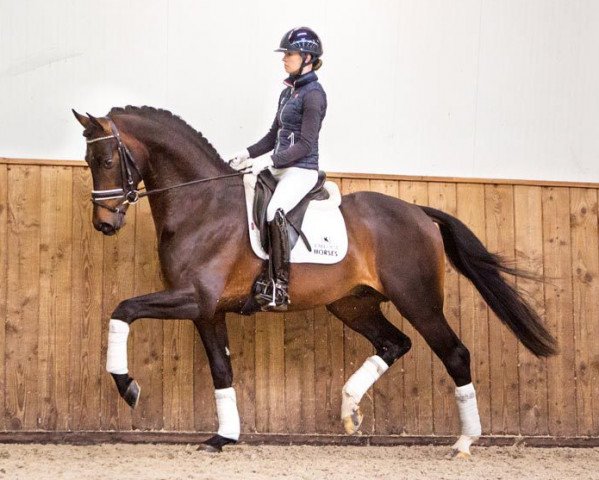 dressage horse Inclusive (Royal Warmblood Studbook of the Netherlands (KWPN), 2013, from Everdale)