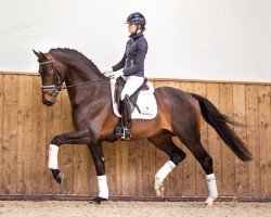 stallion Inclusive (KWPN (Royal Dutch Sporthorse), 2013, from Everdale)