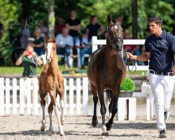 Springpferd Papageno LS (Deutsches Reitpony, 2021, von Pinocchio's Prince)