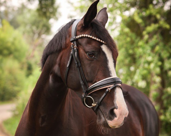 horse Mönchshof's Fashion Girl (German Warmblood,  , from Rajko)