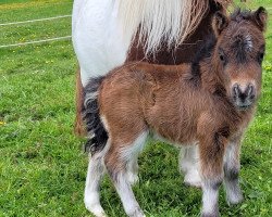 Pferd Eros vom Burgblick (Shetland Pony (unter 87 cm), 2021, von Eddy von der Pumpermühle)