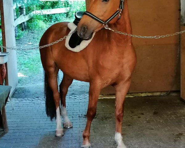 horse Paco 28 (Austrian Warmblood, 2016)