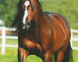 stallion Spat Olena (Quarter Horse, 1993, from Smart Chic Olena)
