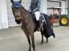 jumper Kayana B (Westphalian, 2019, from Karajan)