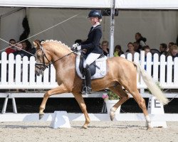 Dressurpferd Gomez S (Deutsches Reitpony, 2018, von Golden West NRW)