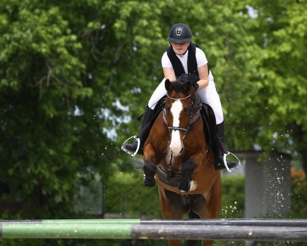 Springpferd Iron Lady Bh (KWPN (Niederländisches Warmblut), 2013, von Captain Cooper)