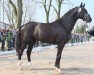 dressage horse Supremo 4 (Oldenburg, 2012, from Surprice)