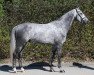 stallion HUMBERTO ASK (KWPN (Royal Dutch Sporthorse), 2012, from Cornet Obolensky)