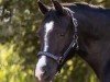broodmare Eulenhof Saphira (Welsh-Cob (Sek. C), 2009, from Arvalon Sion)