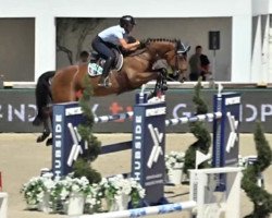 jumper Quick and Easy 3 (Holsteiner, 2012, from Quick Orion d'Elle 189 FIN)
