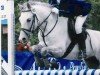 Pferd Yankee Boy (Deutsches Reitpony, 1997, von Giglberg's Jackson B 67)