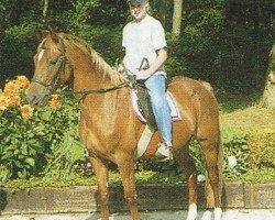 Zuchtstute Lola (Deutsches Reitpony, 1995, von Luzern)