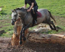 Springpferd Marionella (Deutsches Reitpony, 2006, von Marinello)