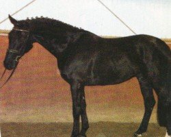 dressage horse Wolturno 2 (Hanoverian, 2003, from Woronow)