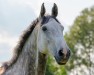 horse Condor (German Warmblood, 2014, from Coreggio)