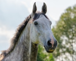 horse Condor (German Warmblood, 2014, from Coreggio)