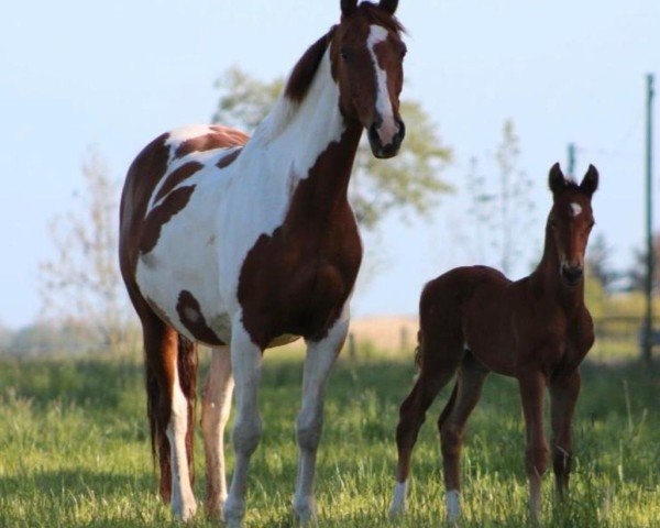 Zuchtstute Ivana Descendi (Deutsches Reitpferd, 2010, von Inkasso)